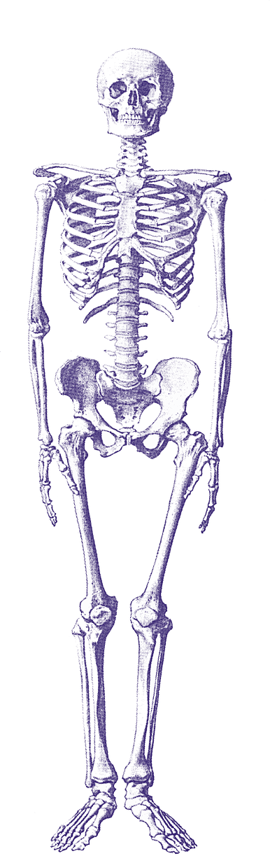 Placeholder Skeleton